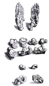 Tallrikarna från den första boken av De Humani Corporis Fabrica av Andreas Vesalius