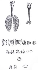 Plattorna från den första boken i De Humani Corporis Fabrica av Andreas Vesalius