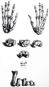 Tallrikarna från den första boken av De Humani Corporis Fabrica av Andreas Vesalius