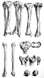 Tallrikarna från den första boken av De Humani Corporis Fabrica av Andreas Vesalius