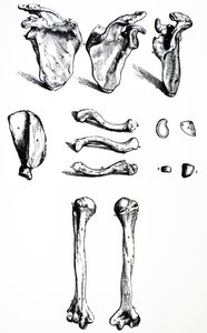 Tallrikarna från den första boken av De Humani Corporis Fabrica av Andreas Vesalius