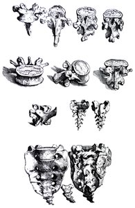 Plattorna från den första boken i De Humani Corporis Fabrica av Andreas Vesalius