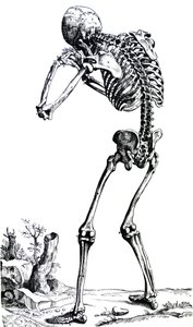 Plattorna från den första boken i De Humani Corporis Fabrica av Andreas Vesalius