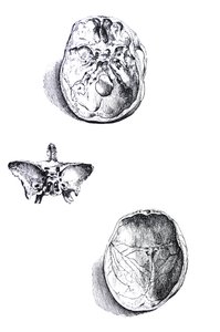 Tallrikarna från den första boken av De Humani Corporis Fabrica av Andreas Vesalius