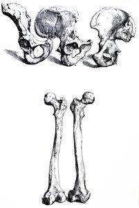 Plattorna från den första boken i De Humani Corporis Fabrica av Andreas Vesalius