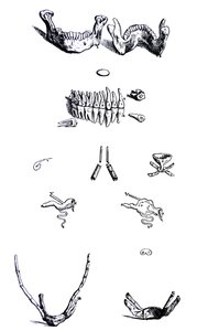 Tallrikarna från den första boken av De Humani Corporis Fabrica av Andreas Vesalius