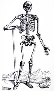 Tallrikarna från den första boken av De Humani Corporis Fabrica av Andreas Vesalius