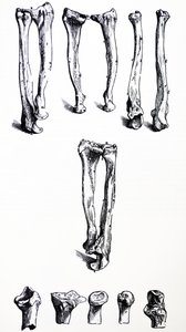 Tallrikarna från den första boken av De Humani Corporis Fabrica av Andreas Vesalius