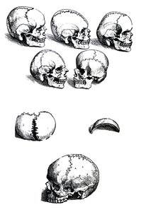 Plåtarna från den första boken av De Humani Corporis Fabrica av Andreas Vesalius, (1514-1564) av Andreas Vesalius