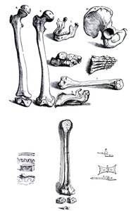 Plåtarna från den första boken av De Humani Corporis Fabrica av Andreas Vesalius, (1514-1564) av Andreas Vesalius