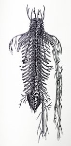 Tallrikarna från den fjärde boken av De Humani Corporis Fabrica av Andreas Vesalius