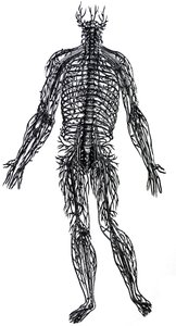 Tallrikarna från den fjärde boken av De Humani Corporis Fabrica av Andreas Vesalius