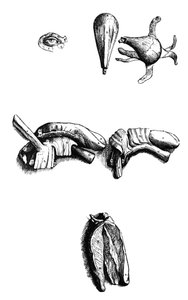Tallrikarna från den andra boken av De Humani Corporis Fabrica av Andreas Vesalius
