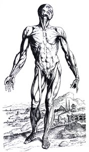 Tallrikarna från den andra boken av De Humani Corporis Fabrica av Andreas Vesalius