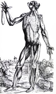 Tallrikarna från den andra boken av De Humani Corporis Fabrica av Andreas Vesalius