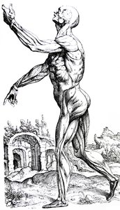 Plattorna från den andra boken i De Humani Corporis Fabrica av Andreas Vesalius