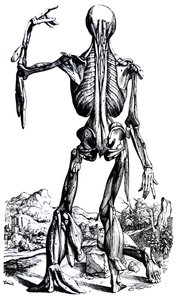 Plattorna från den andra boken i De Humani Corporis Fabrica av Andreas Vesalius