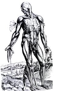 Plattorna från den andra boken i De Humani Corporis Fabrica av Andreas Vesalius