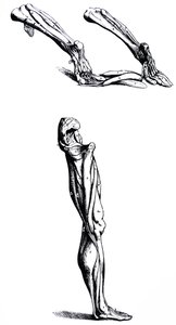 Plattorna från den andra boken i De Humani Corporis Fabrica av Andreas Vesalius