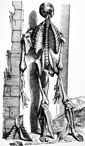 Tallrikarna från den andra boken av De Humani Corporis Fabrica av Andreas Vesalius
