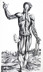 Tallrikarna från den andra boken av De Humani Corporis Fabrica av Andreas Vesalius