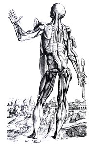 Tallrikarna från den andra boken av De Humani Corporis Fabrica av Andreas Vesalius