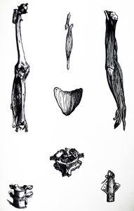 Tallrikarna från den andra boken av De Humani Corporis Fabrica av Andreas Vesalius