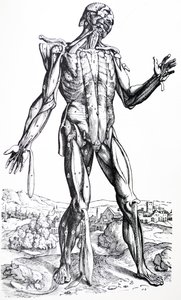Plattorna från den andra boken i De Humani Corporis Fabrica av Andreas Vesalius