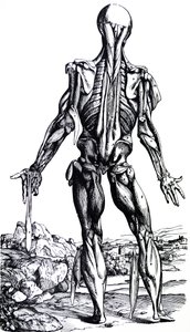 Tallrikarna från den andra boken av De Humani Corporis Fabrica av Andreas Vesalius