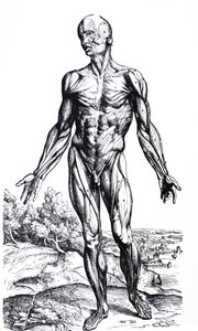 Tallrikarna från den andra boken av De Humani Corporis Fabrica av Andreas Vesalius