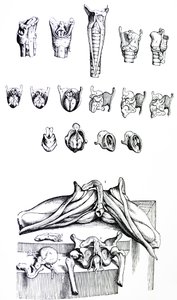 Tallrikarna från den andra boken av De Humani Corporis Fabrica av Andreas Vesalius