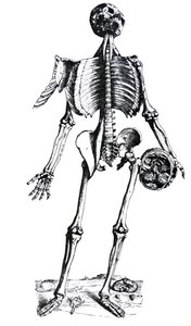 Tallrikarna från den sjunde boken av De Humani Corporis Fabrica av Andreas Vesalius