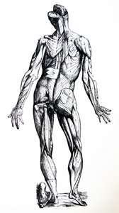 Plattorna från den sjunde boken i De Humani Corporis Fabrica av Andreas Vesalius
