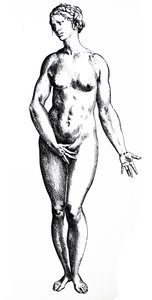 Tallrikarna från den sjunde boken av De Humani Corporis Fabrica av Andreas Vesalius