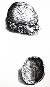 Tallrikarna från den sjunde boken av De Humani Corporis Fabrica av Andreas Vesalius