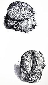 Tallrikarna från den sjunde boken av De Humani Corporis Fabrica av Andreas Vesalius
