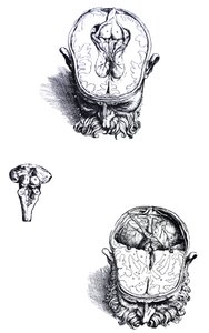 Tallrikarna från den sjunde boken av De Humani Corporis Fabrica av Andreas Vesalius