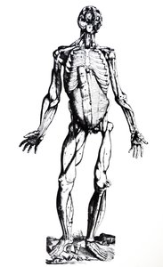 Tallrikarna från den sjunde boken av De Humani Corporis Fabrica av Andreas Vesalius