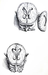 Tallrikarna från den sjunde boken av De Humani Corporis Fabrica av Andreas Vesalius