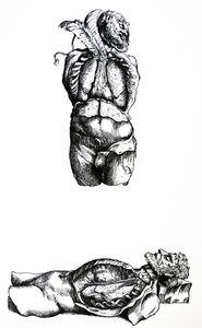 Tallrikarna från den sjätte boken av De Humani Corporis Fabrica av Andreas Vesalius
