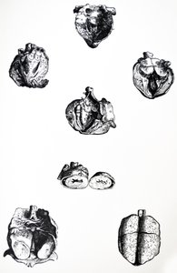 Tallrikarna från sjätte boken av De Humani Corporis Fabrica av Andreas Vesalius