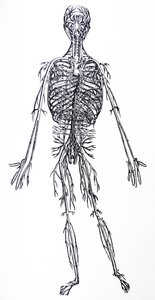 Tallrikarna från tredje boken av De Humani Corporis Fabrica av Andreas Vesalius