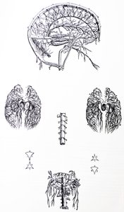 Plattorna från den tredje boken i De Humani Corporis Fabrica av Andreas Vesalius