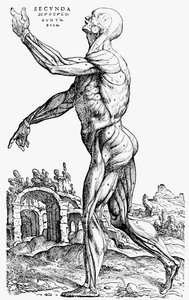 Den andra plattan av musklerna, från bok II av De humani corporis fabrica, 1543