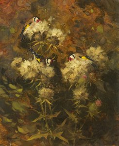Guldfinkar matar