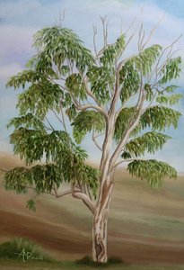 Australiskt eukalyptusträd av Angeles M. Pomata