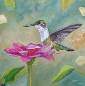 Livfull kolibri-zinnia