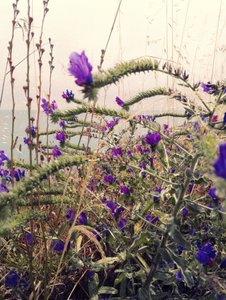 Lila blomster över havet