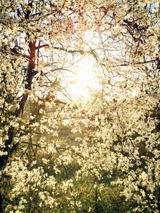 Strålande vårblommor av Angelo Cerantola