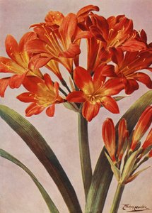 Clivia Miniata, tidigare känd som Imantophyllum Miniatum (färglitografi)